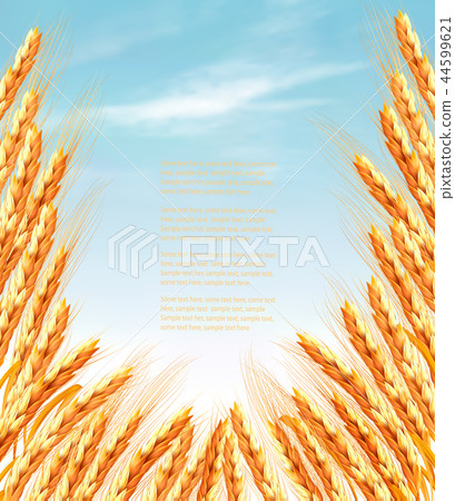 Ears of wheat background. Vector illustration. Ears of wheat background. Vector illustration. 44599621
