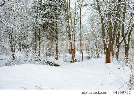 Sunset in the wood between the trees strains  44599732