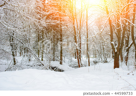 Sunset in the wood between the trees strains  44599733