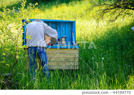 Apiary. The beekeeper works with bees near  44599770