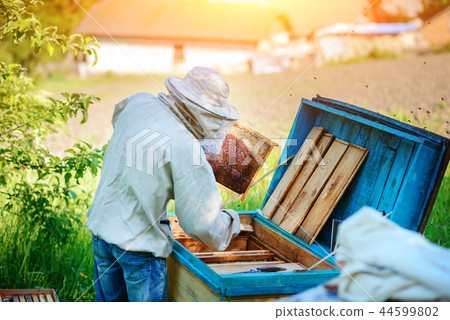 Apiary. The beekeeper works with bees near  44599802