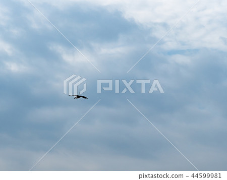 淡水河邊 44599981