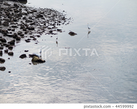 淡水河邊 44599992
