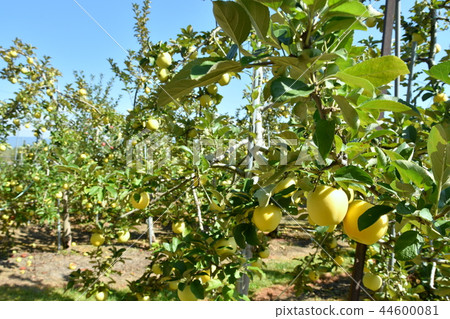 Azumino Shinano Gold 44600081