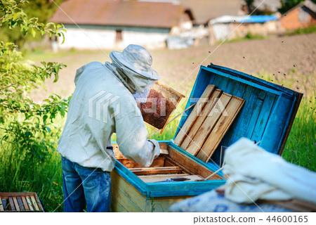 Apiary. The beekeeper works with bees near Apiary. The beekeeper works with bees near 44600165
