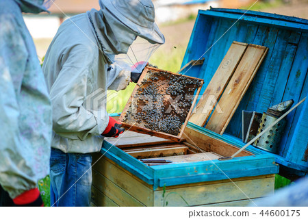 Two beekeepers work on an apiary. Summer 44600175