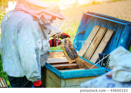 Two beekeepers work on an apiary. Summer 44600183