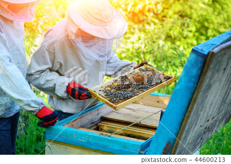 Two beekeepers work on an apiary. Summer 44600213