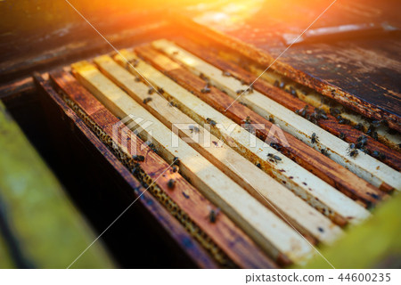 The beekeeper works with a honey bee 44600235