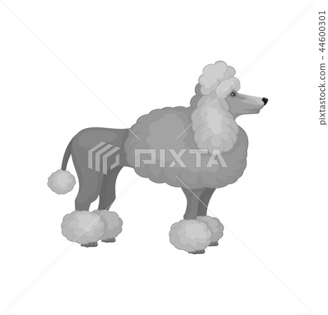 Adult poodle standing isolated on white background. Lovely dog with gray fluffy coat. Flat vector 44600301