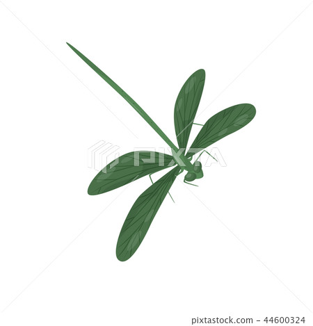 Bright green dragonfly. Small fast-flying insect with long body and two pairs of wings. Fragile 44600324