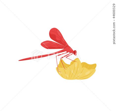 Red dragonfly sitting on flower. Small fast-flying insect with long body and two pairs of wings 44600329