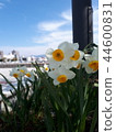 Narcissus 44600831