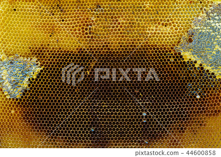 honey comb with honey as a background honey comb with honey as a background 44600858
