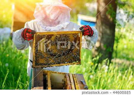 The beekeeper takes the frame with honeycomb  44600885