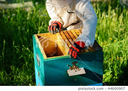 Two beekeepers work on an apiary. Summer 44600907