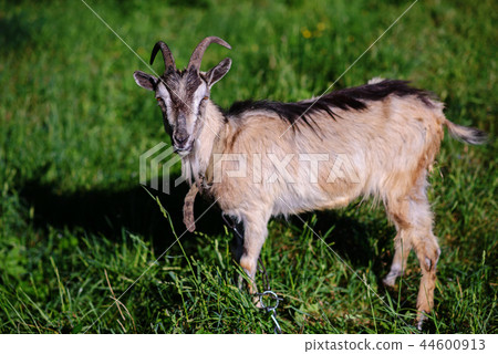 white goat grazing on a green meadow on a sunny  44600913