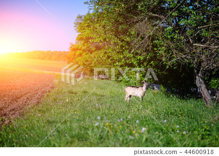 white goat grazing on a green meadow on a sunny  44600918