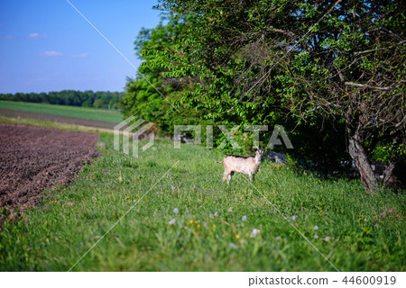 white goat grazing on a green meadow on a sunny  44600919