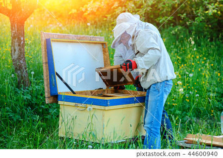 Two beekeepers work on an apiary. Summer 44600940