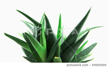 Aloe Vera On White Background Aloe Vera On White Background 44600994