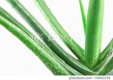 Aloe Vera On White Background 44601010