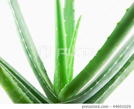 Aloe Vera On White Background 44601020