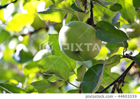 Ripe apple on apple in daylight in the garden Ripe apple on apple in daylight in the garden 44601039