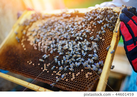 Beekeeper holding frame of honeycomb with bees 44601459