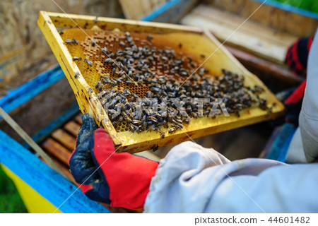The beekeeper takes the frame with honeycomb  44601482