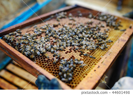 Beekeeper holding frame of honeycomb with bees 44601498