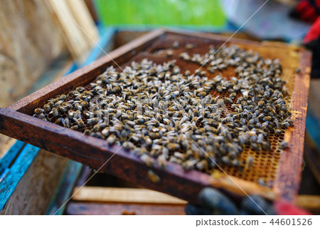 Beekeeper holding frame of honeycomb with bees 44601526