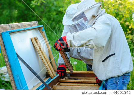 Two beekeepers work on an apiary. Summer 44601545