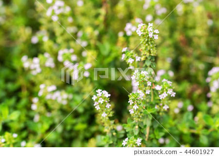 Flowering common thyme or Thymus vulgaris close Flowering common thyme or Thymus vulgaris close 44601927