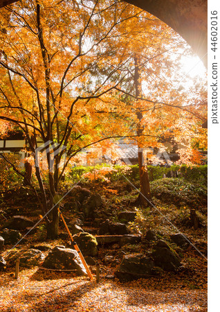 Golden maple shining under the light, Suidokaku, architecture, Kyoto, Japan 44602016