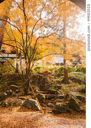 金色的楓樹在燈光下閃閃發光，水道閣，建築，京都，日本 44602019