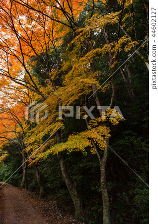 秋葉方式，京都秋天，日本 44602127