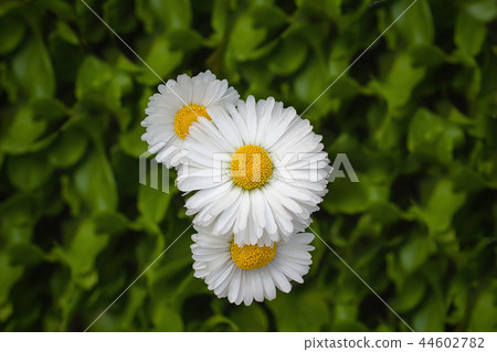 three beautiful daisy flowers chamomile three beautiful daisy flowers chamomile 44602782