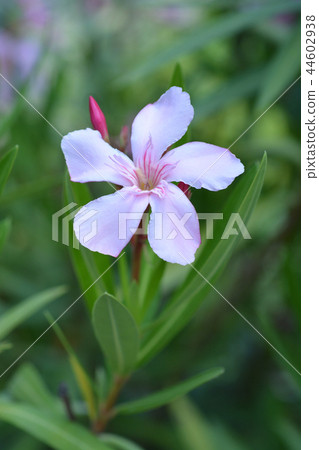 Common oleander 44602938