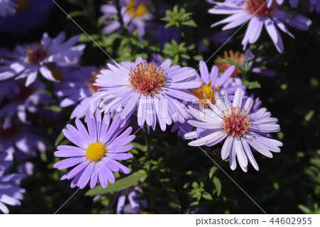 Aster Professor Kippenberg Aster Professor Kippenberg 44602955