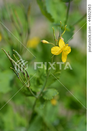 Greater celandine 44602963