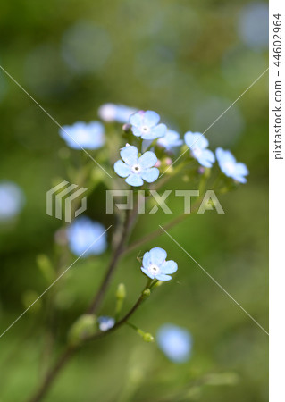 Siberian bugloss 44602964