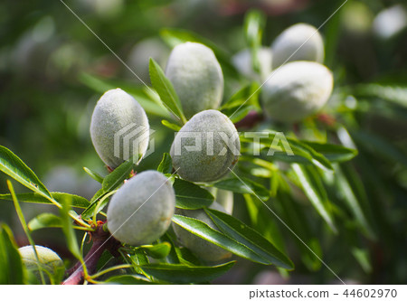 Unrape almond on a tree in Spanish forest. Prunus  44602970