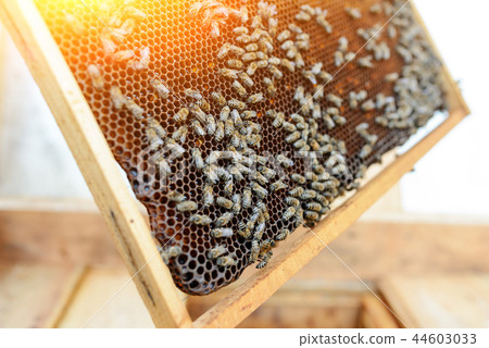 The roots of the grapes on the wall of the house 44603033