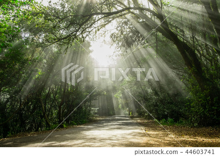 sun shining through trees road in foggy forest sun shining through trees road in foggy forest 44603741