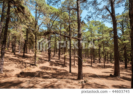 huge pine trees in forest landscape, Esperanza 44603745