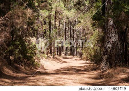 trail road in forest landscape - pathway in nature 44603749