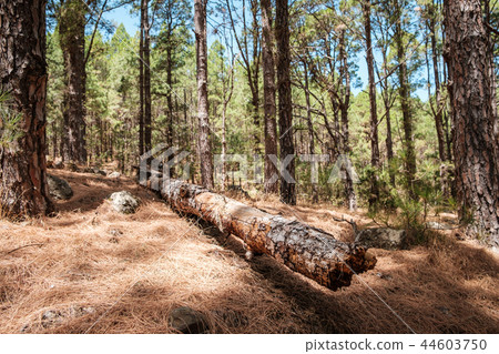 tree trunk lying on ground in fir forest landscape tree trunk lying on ground in fir forest landscape 44603750