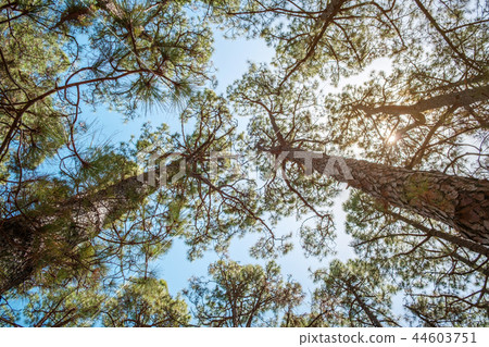 treetops and blue sky -   trees inside forest 44603751