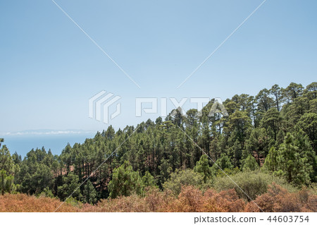 conifer forest landscape and blue sky copy space, 44603754